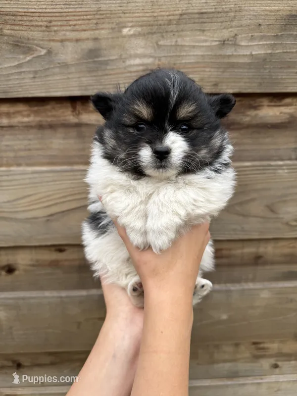 Gigi  – Pomeranian puppy for sale in Mount Vernon, WA