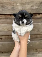 Gigi , a female Pomeranian for sale in Mount Vernon, WA – 1 of 3