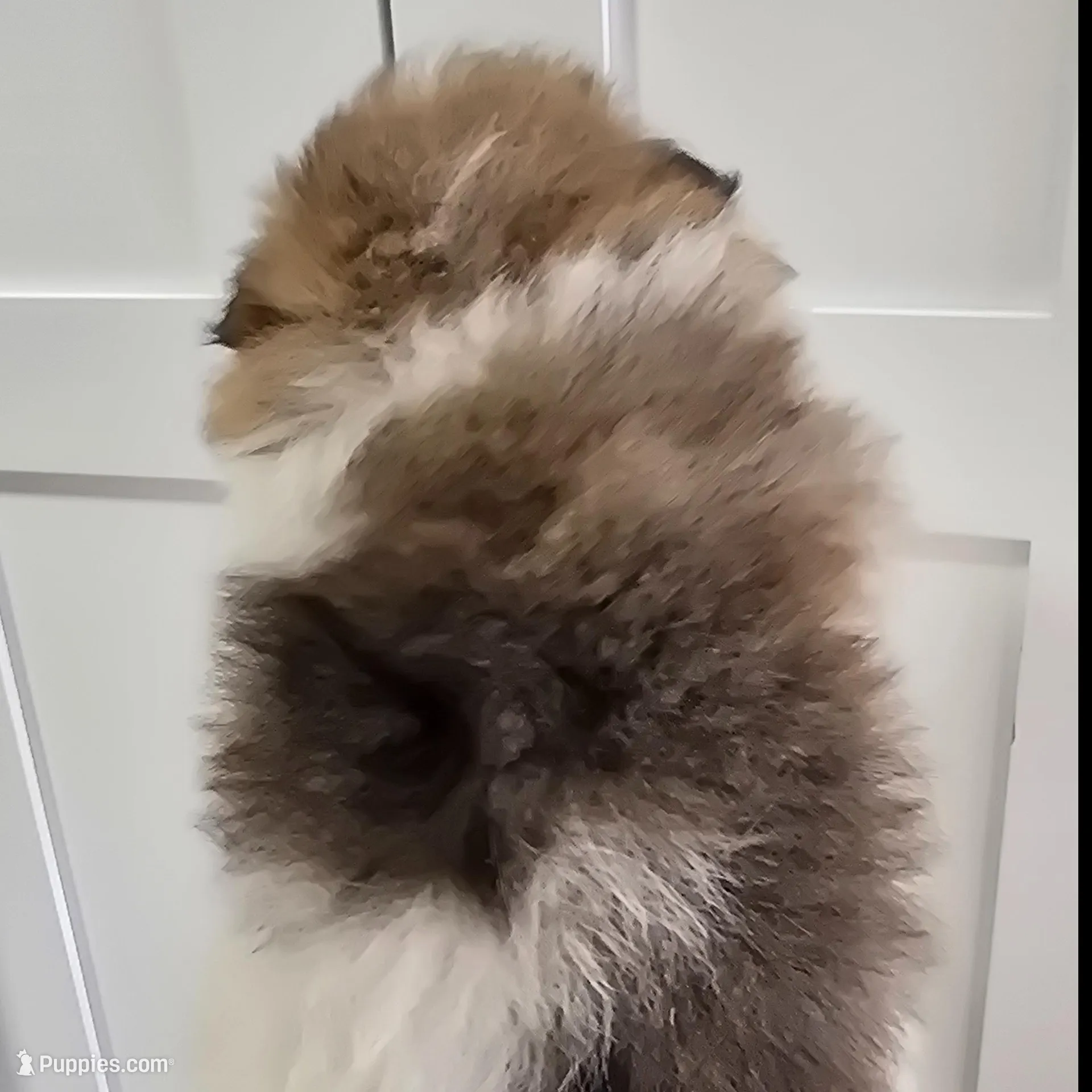 Lulu, a female Pomeranian for sale in Mount Vernon, WA – Photo 2 of 6