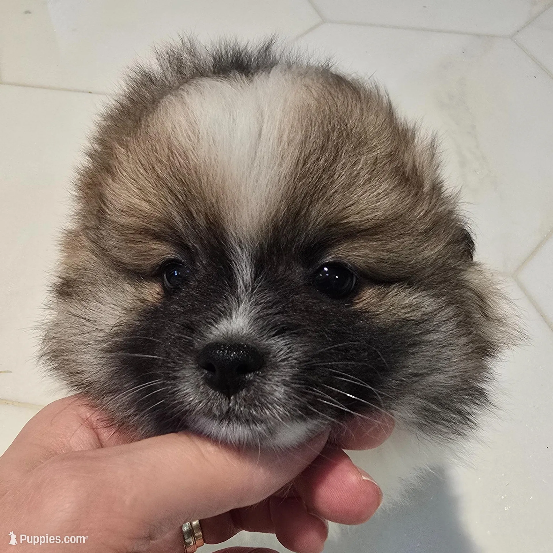 Lulu, a female Pomeranian for sale in Mount Vernon, WA – Photo 6 of 6