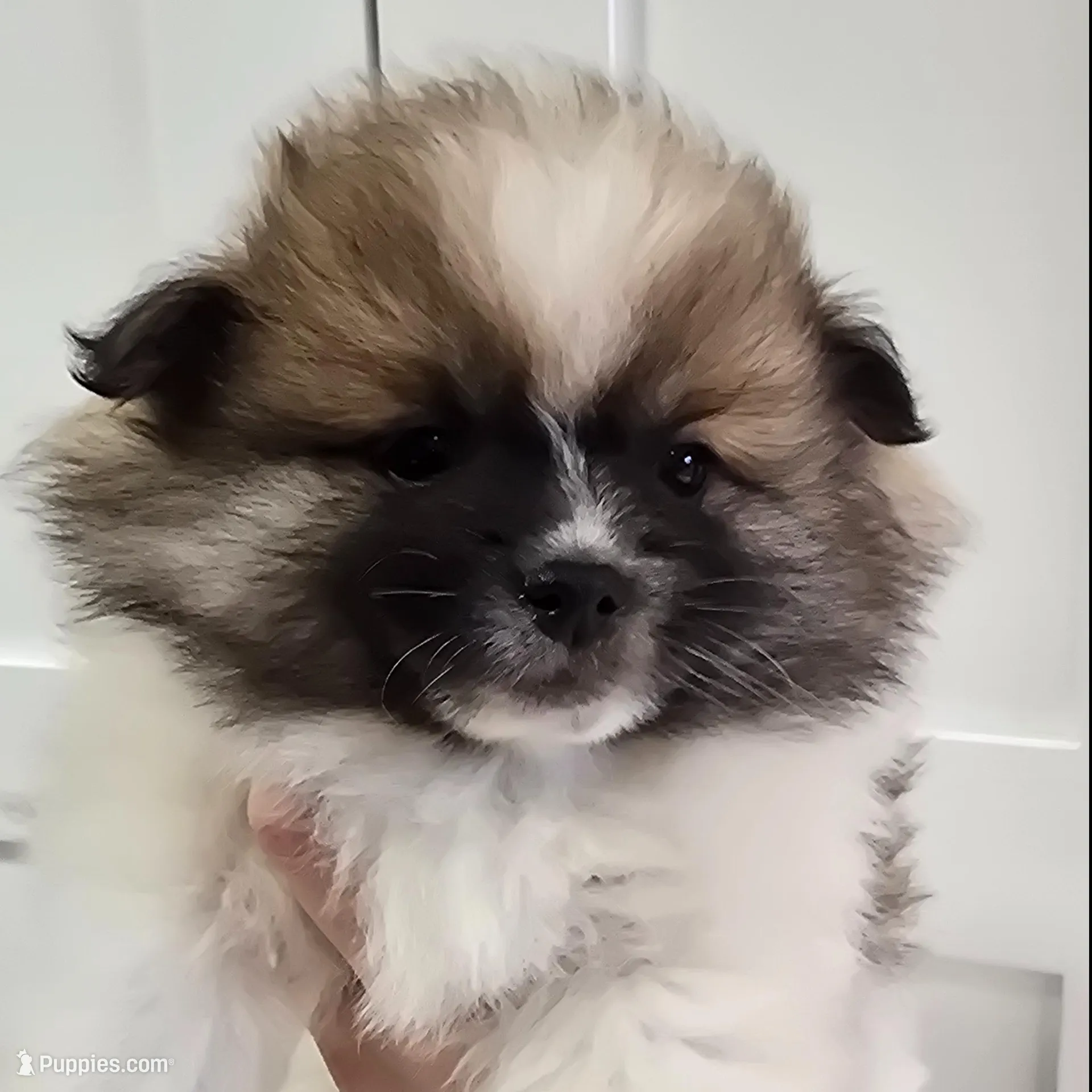 Lulu – Pomeranian puppy for sale in Mount Vernon, WA