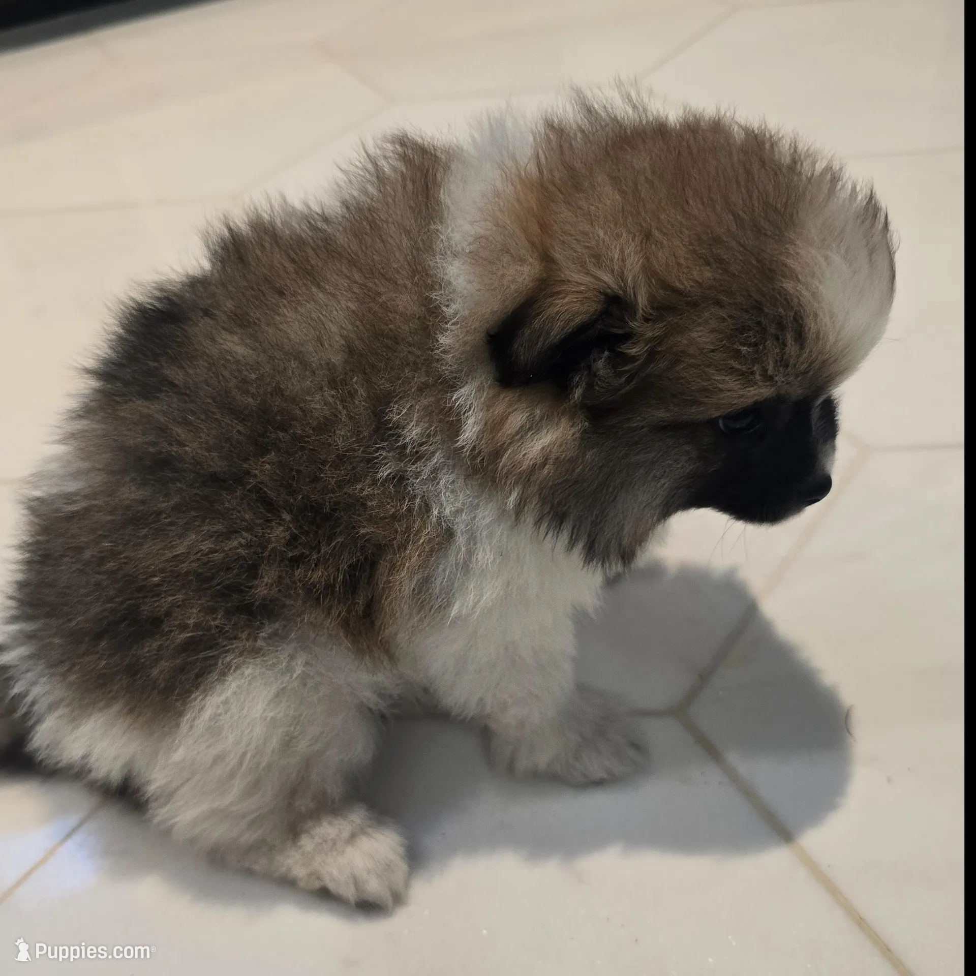 Lulu, a female Pomeranian for sale in Mount Vernon, WA – Photo 3 of 6