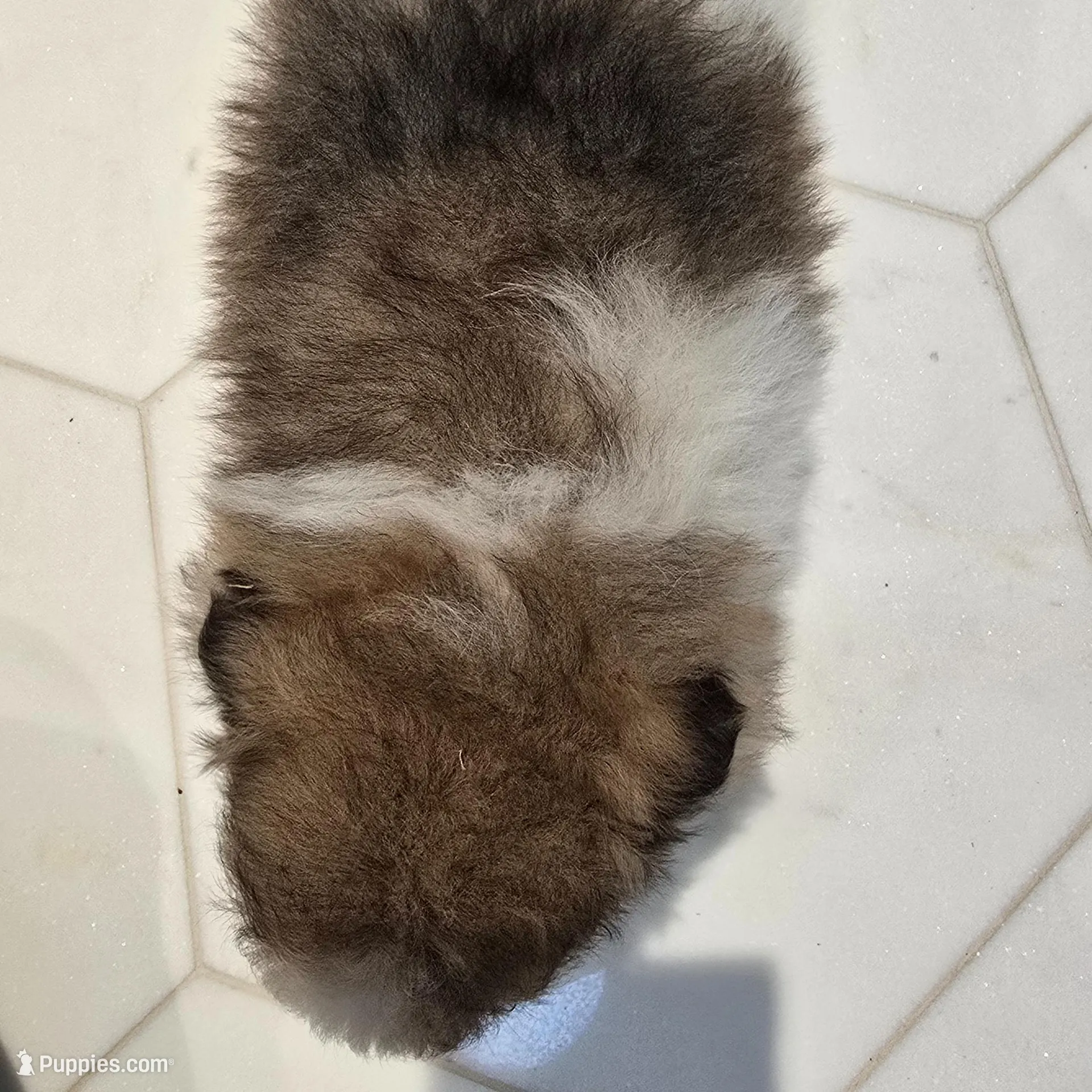 Lulu, a female Pomeranian for sale in Mount Vernon, WA – Photo 4 of 6