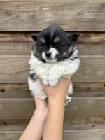 Gigi , a female Pomeranian for sale in Mount Vernon, WA – 2 of 3