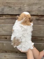 Honey, a female Pomeranian for sale in Mount Vernon, WA – 2 of 3