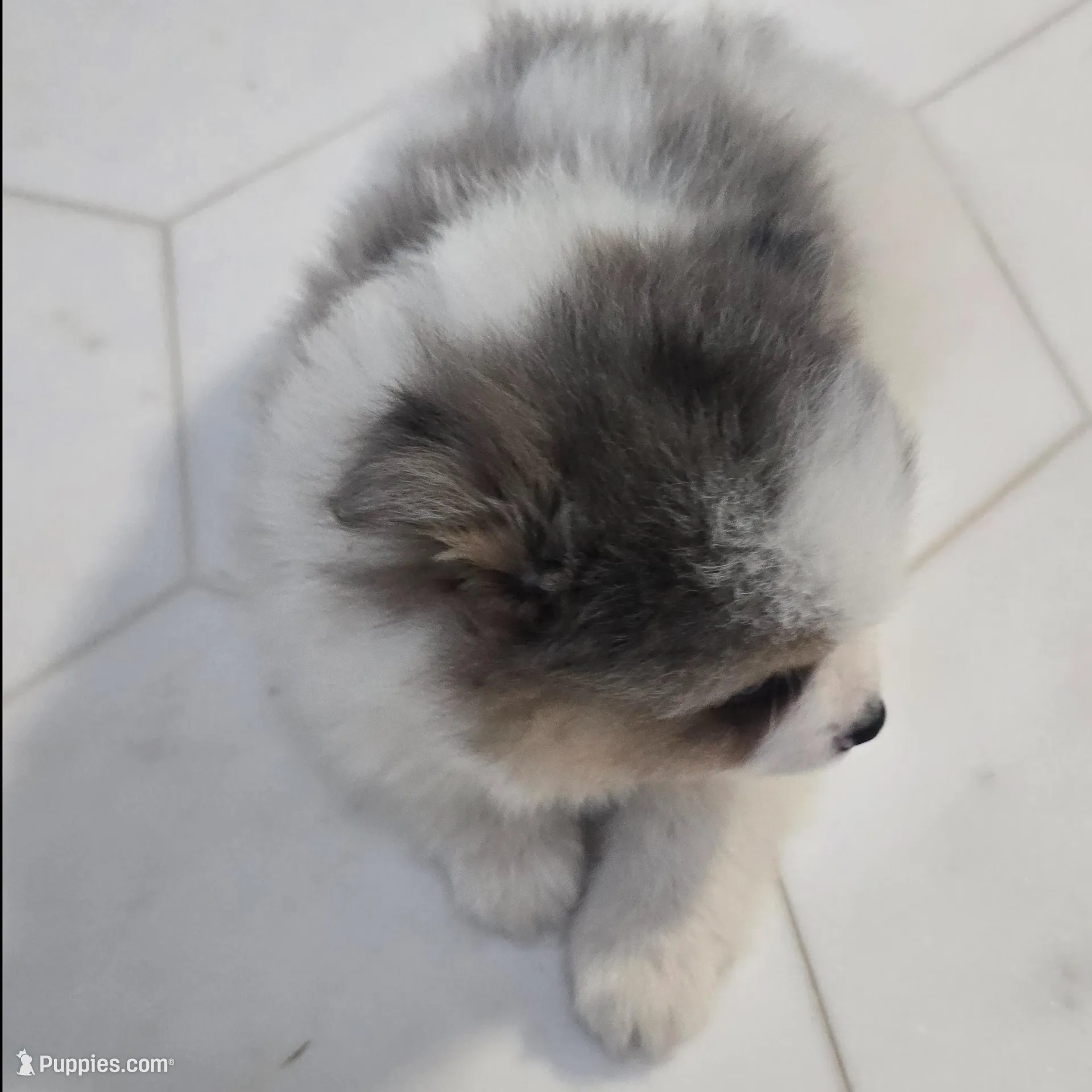 Balu, a male Pomeranian for sale in Mount Vernon, WA – Photo 7 of 7