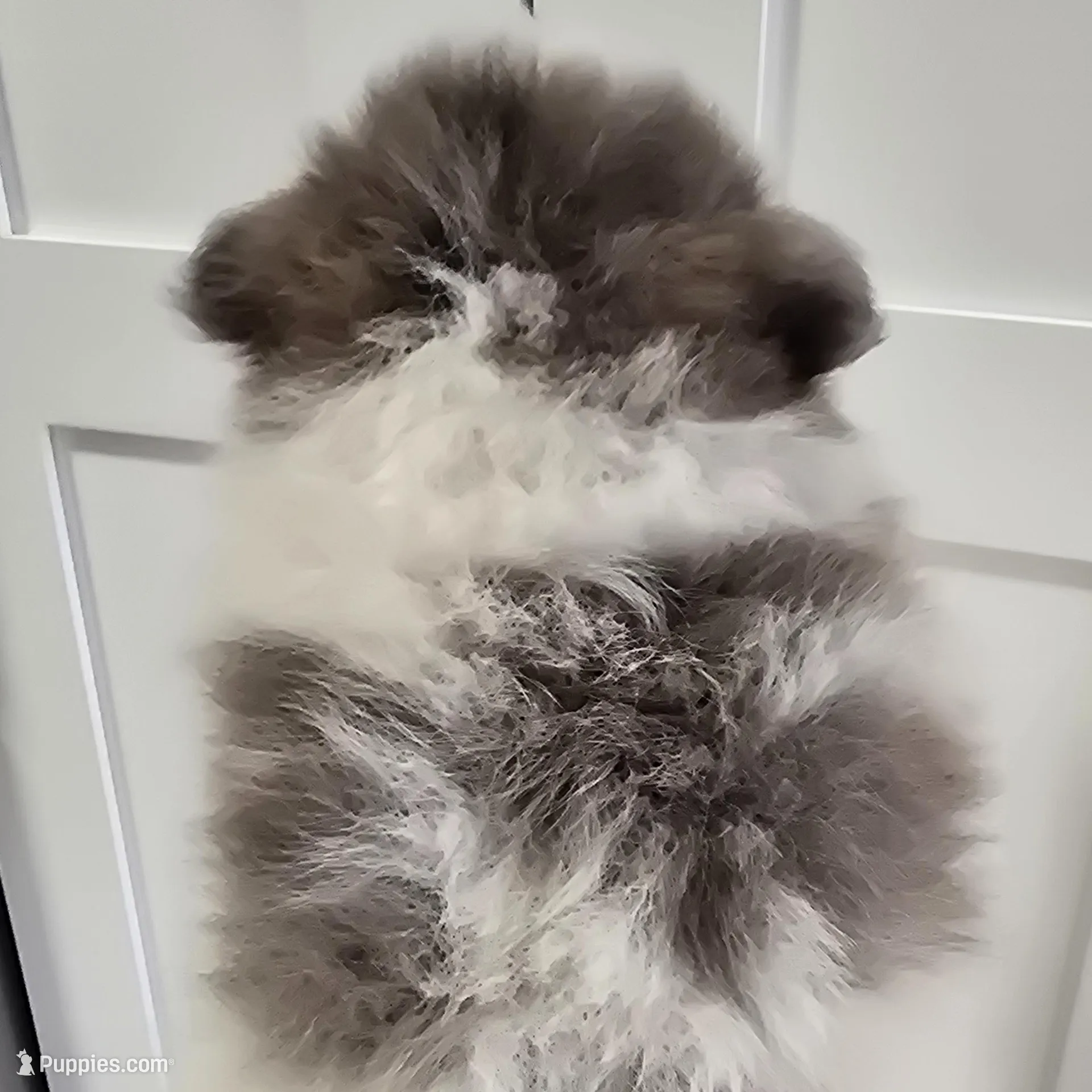 Balu, a male Pomeranian for sale in Mount Vernon, WA – Photo 3 of 7