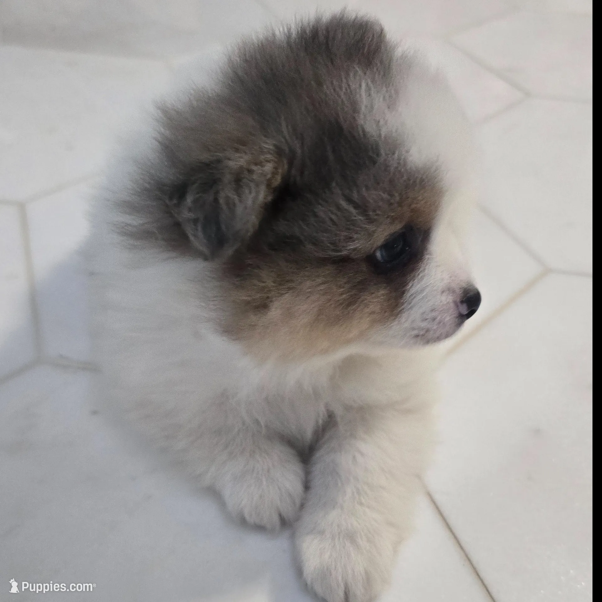 Balu, a male Pomeranian for sale in Mount Vernon, WA – Photo 4 of 7