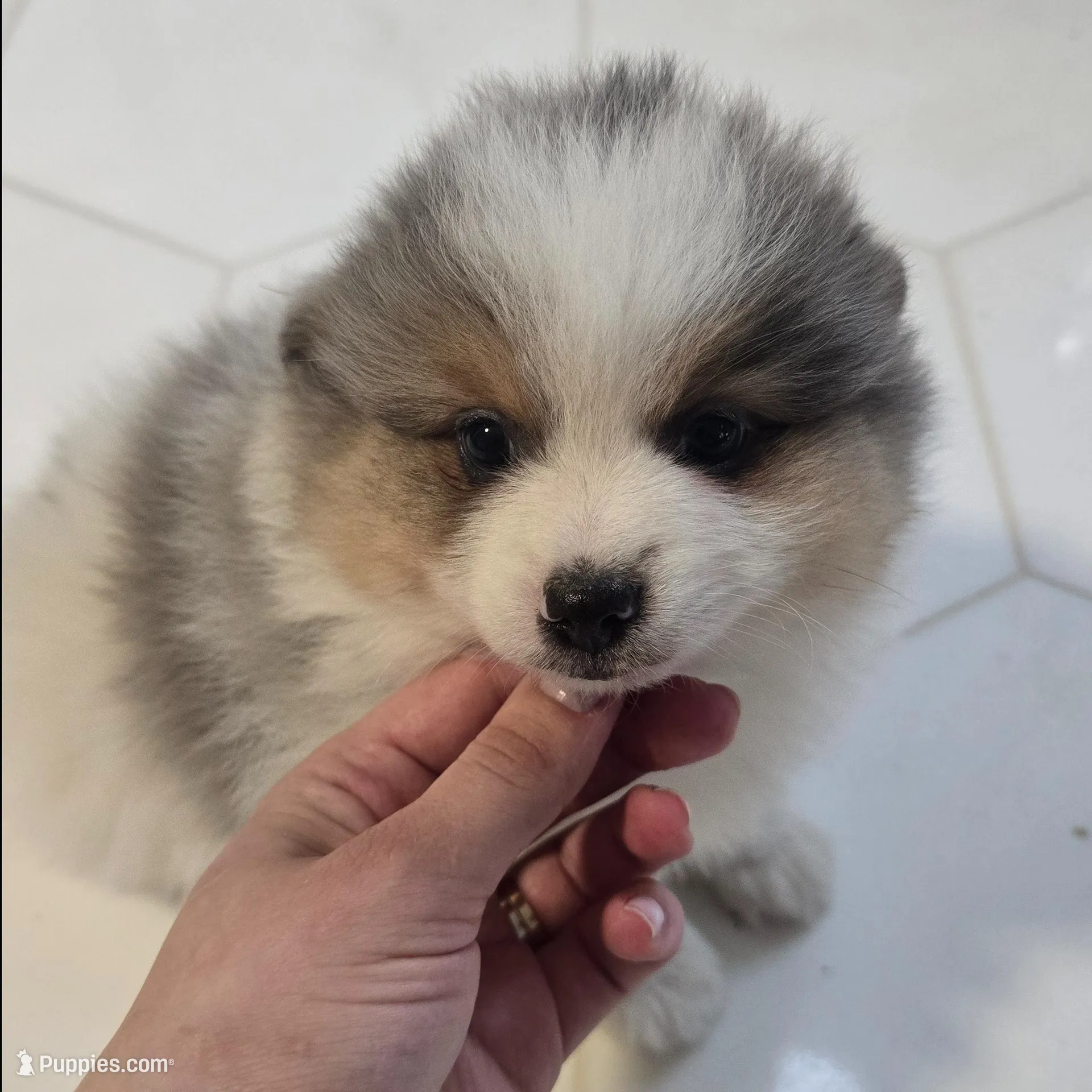 Balu, a male Pomeranian for sale in Mount Vernon, WA – Photo 5 of 7
