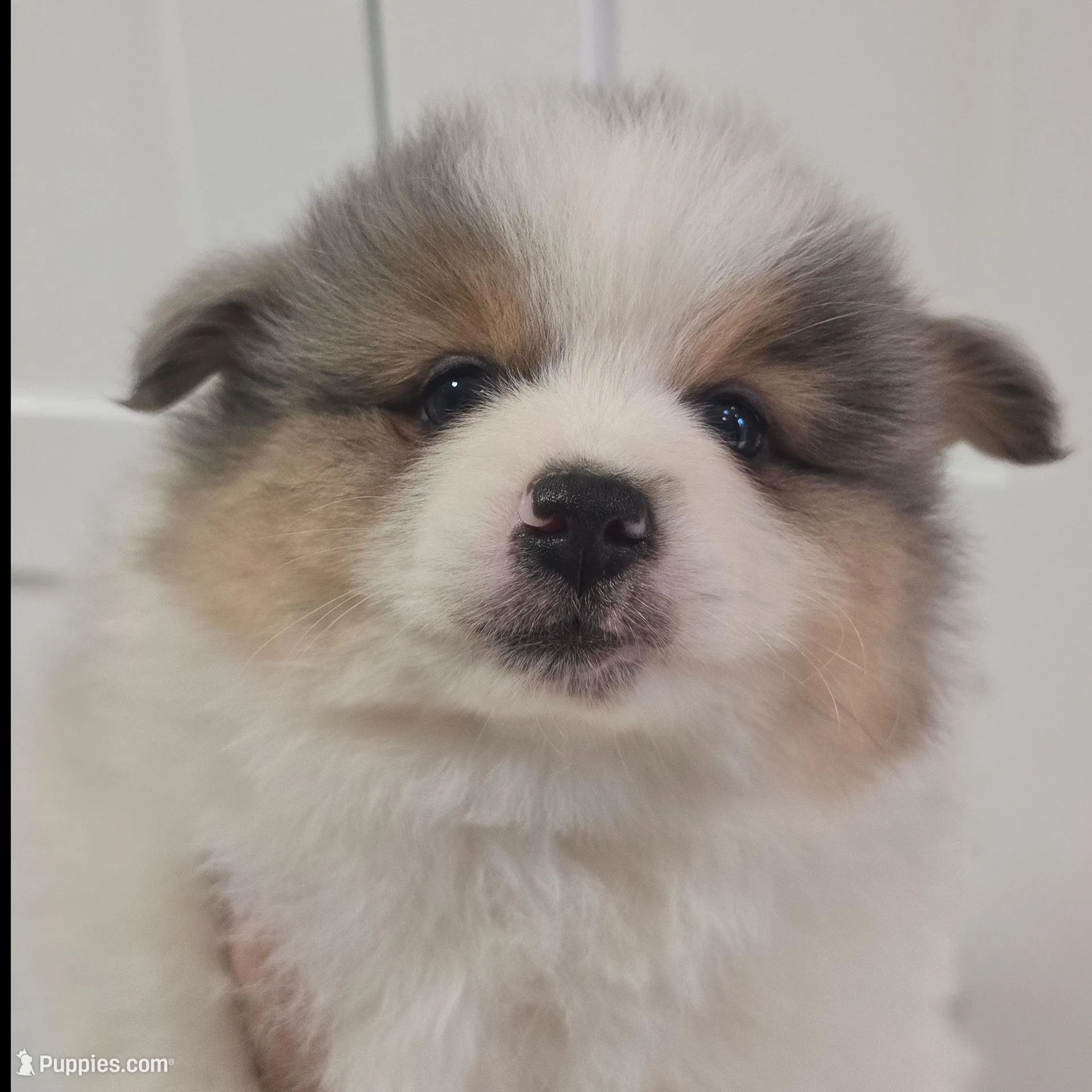 Balu, a male Pomeranian for sale in Mount Vernon, WA – Photo 6 of 7