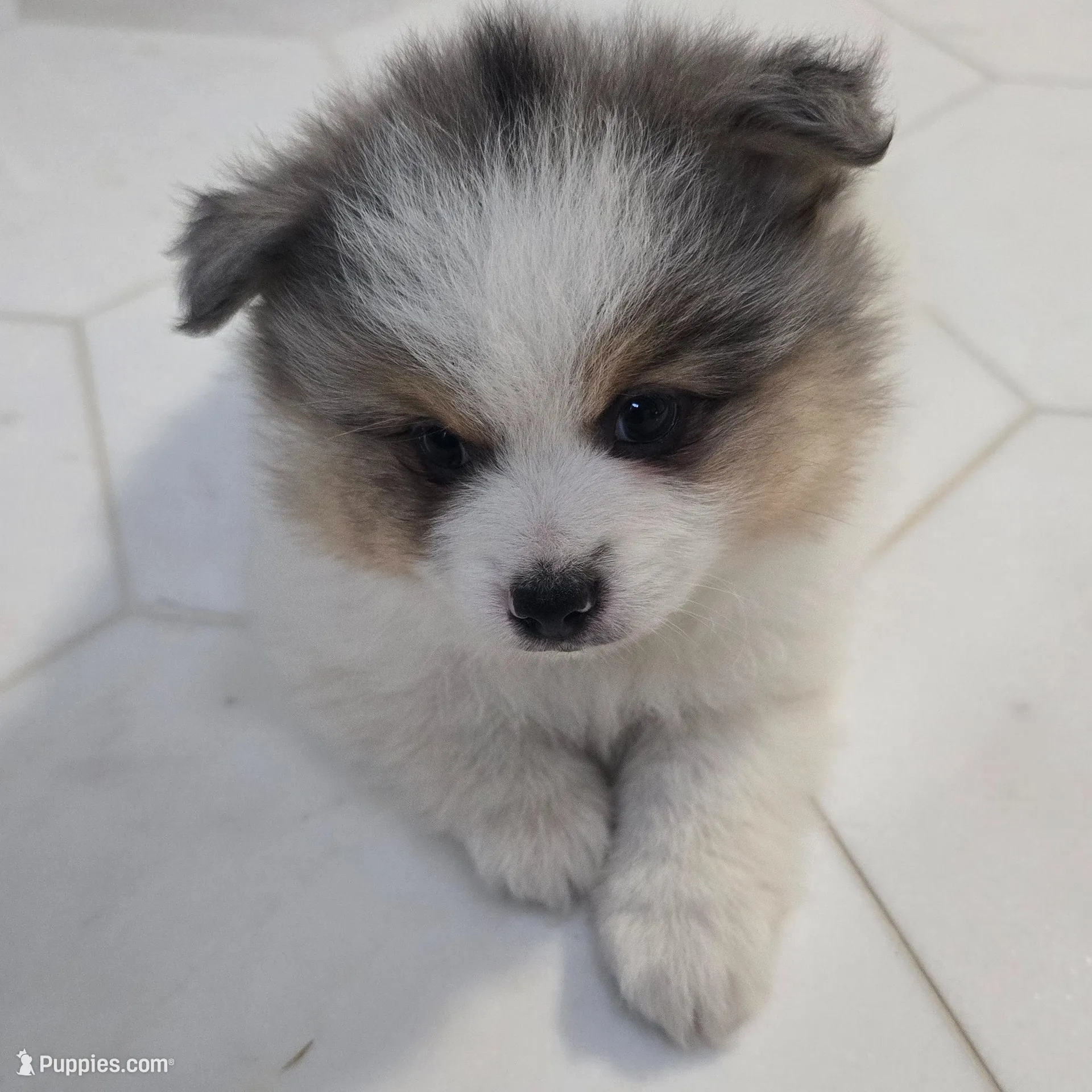 Balu – Pomeranian puppy for sale in Mount Vernon, WA