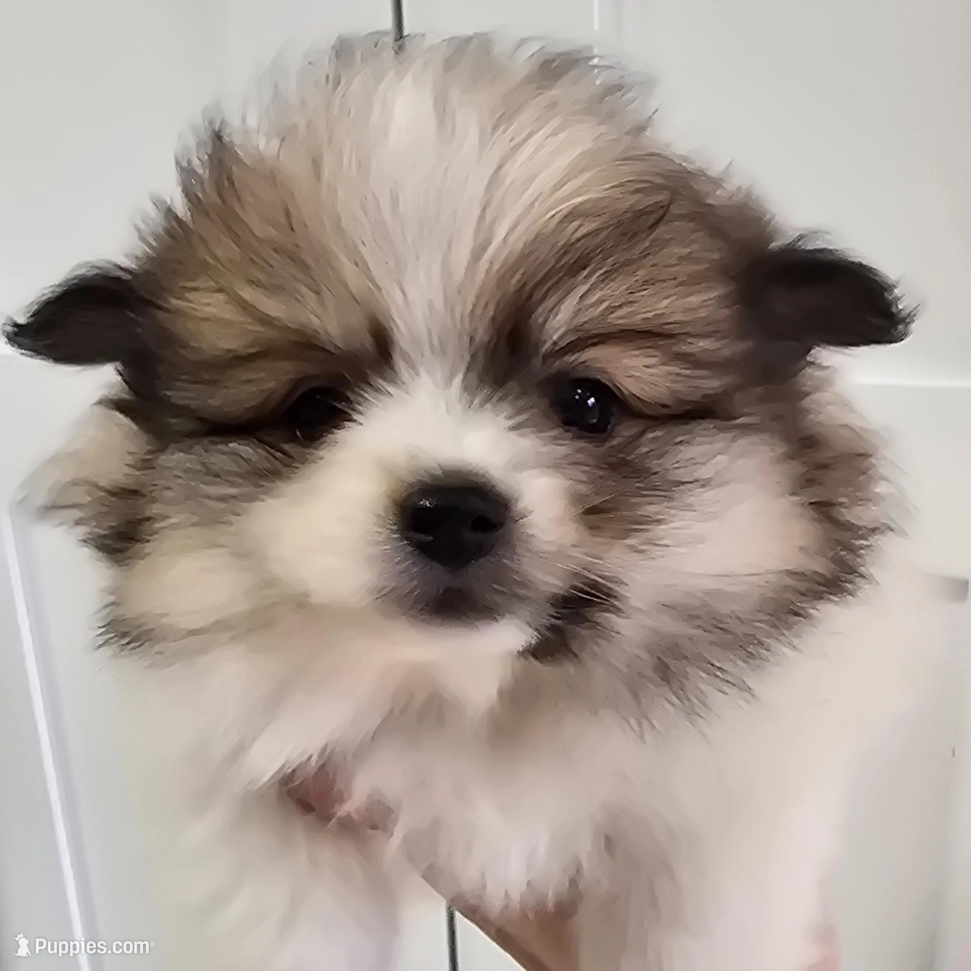 Pixie , a female Pomeranian for sale in Mount Vernon, WA – Photo 4 of 4