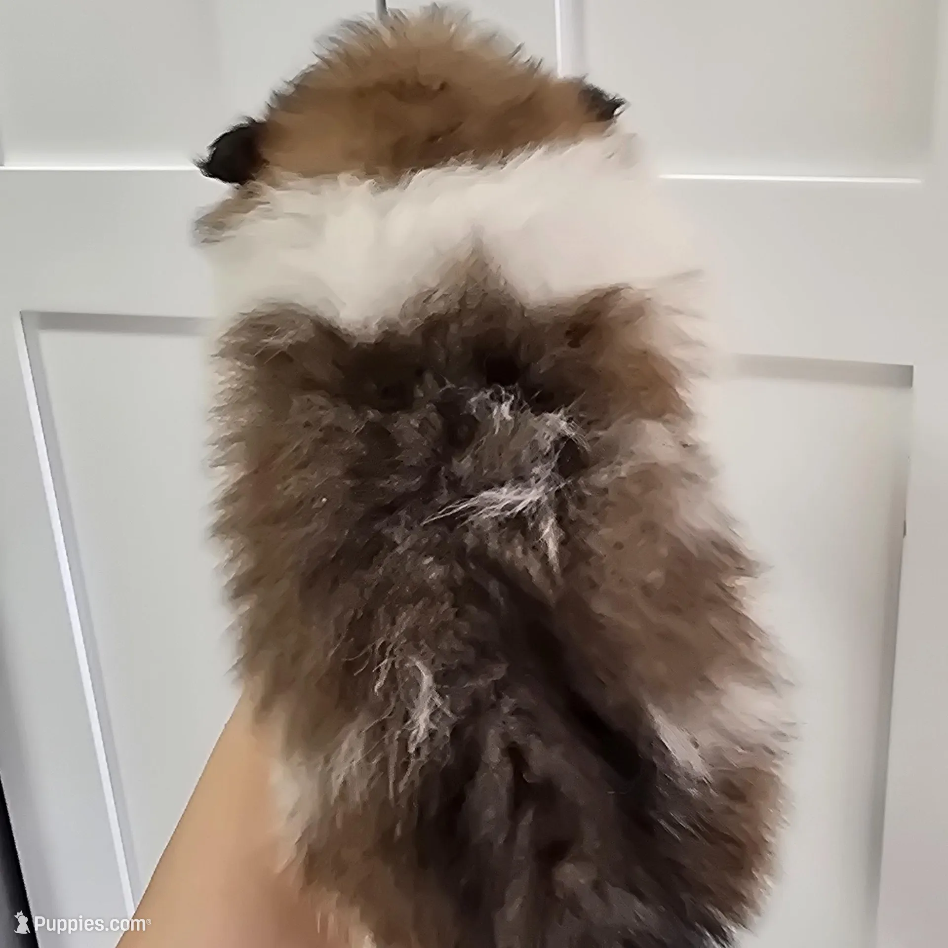 Pixie , a female Pomeranian for sale in Mount Vernon, WA – Photo 3 of 4