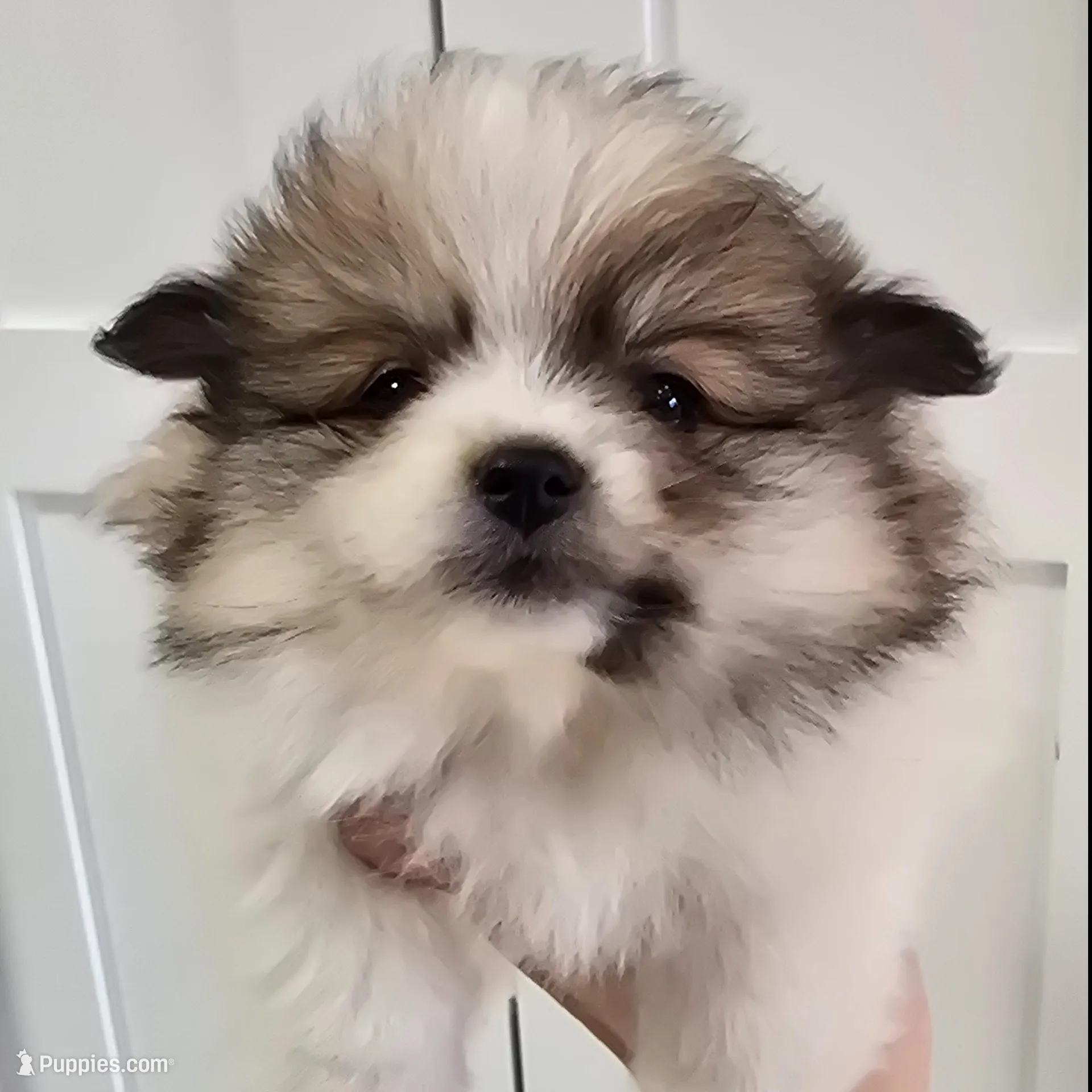 Pixie , a female Pomeranian for sale in Mount Vernon, WA – Photo 2 of 4