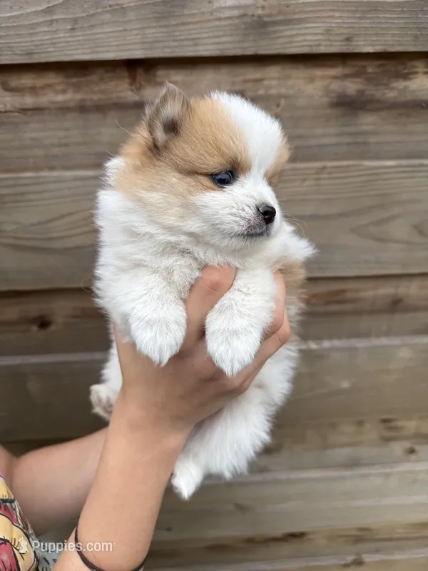 Honey – Pomeranian puppy for sale in Mount Vernon, WA