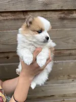 Honey, a female Pomeranian for sale in Mount Vernon, WA – 1 of 3