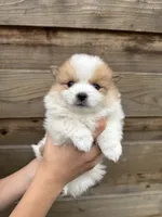Honey, a female Pomeranian for sale in Mount Vernon, WA – 3 of 3