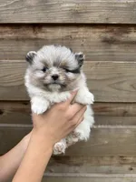 Stormy, a male Pomeranian for sale in Mount Vernon, WA – 2 of 2