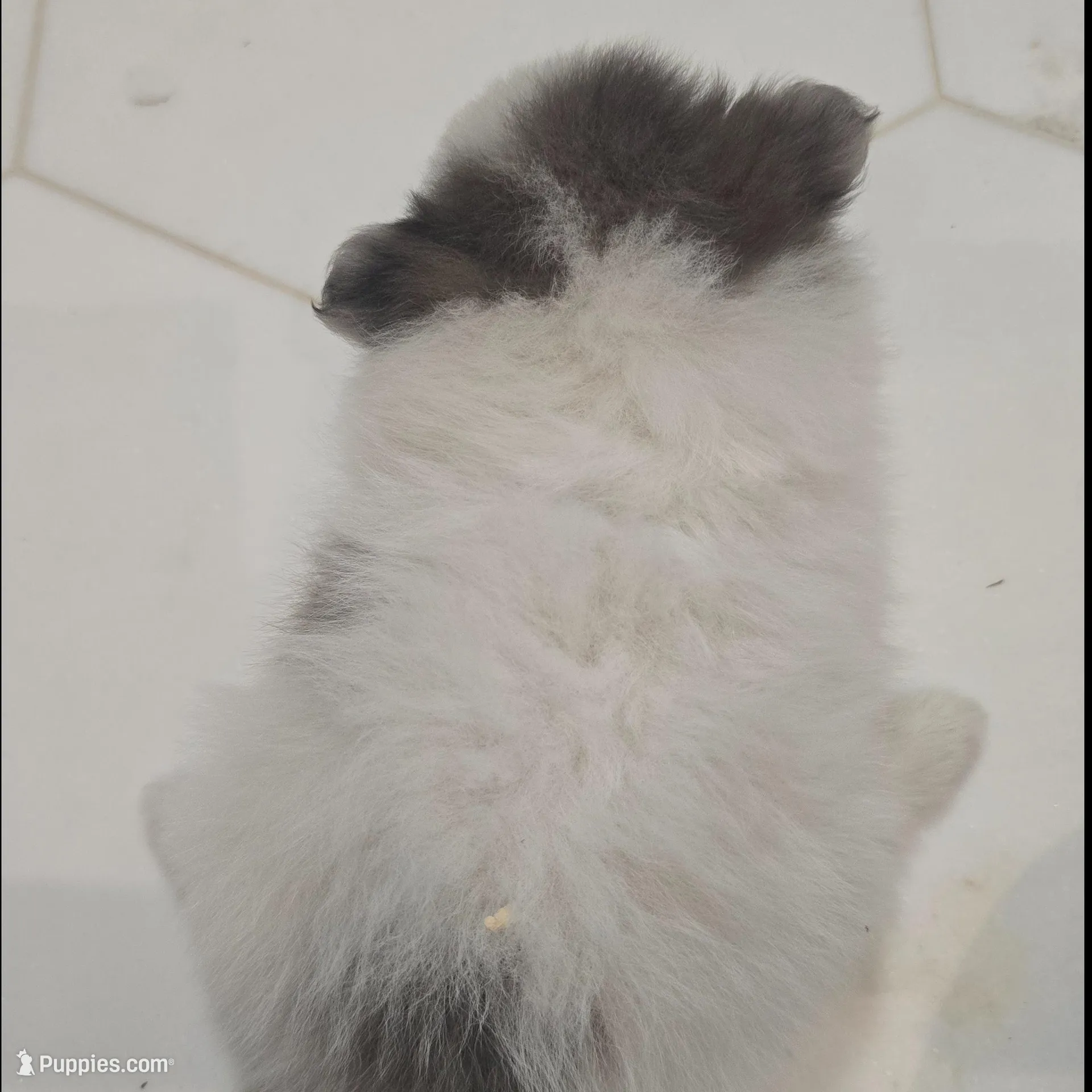 Juliette , a female Pomeranian for sale in Mount Vernon, WA – Photo 4 of 6