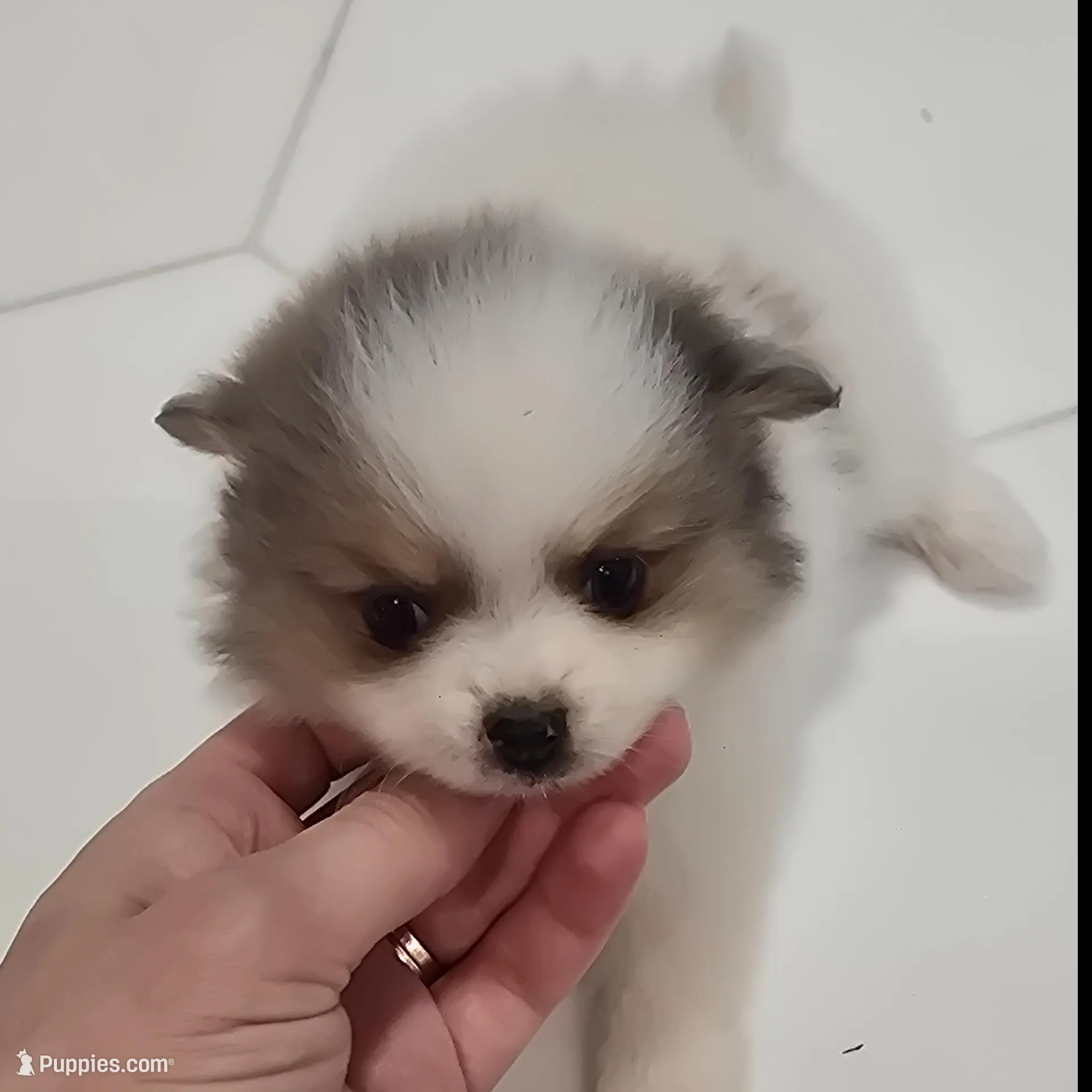 Juliette , a female Pomeranian for sale in Mount Vernon, WA – Photo 2 of 6