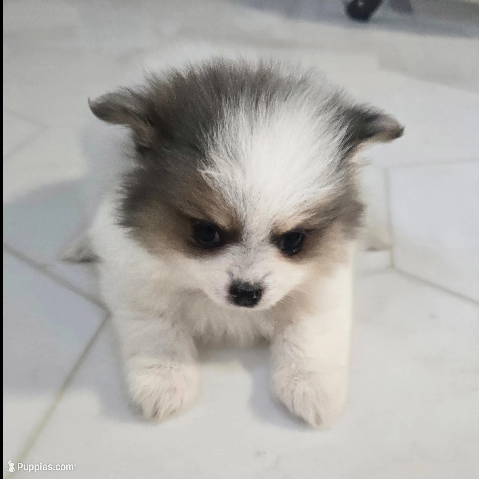 Juliette , a female Pomeranian for sale in Mount Vernon, WA – Photo 5 of 6