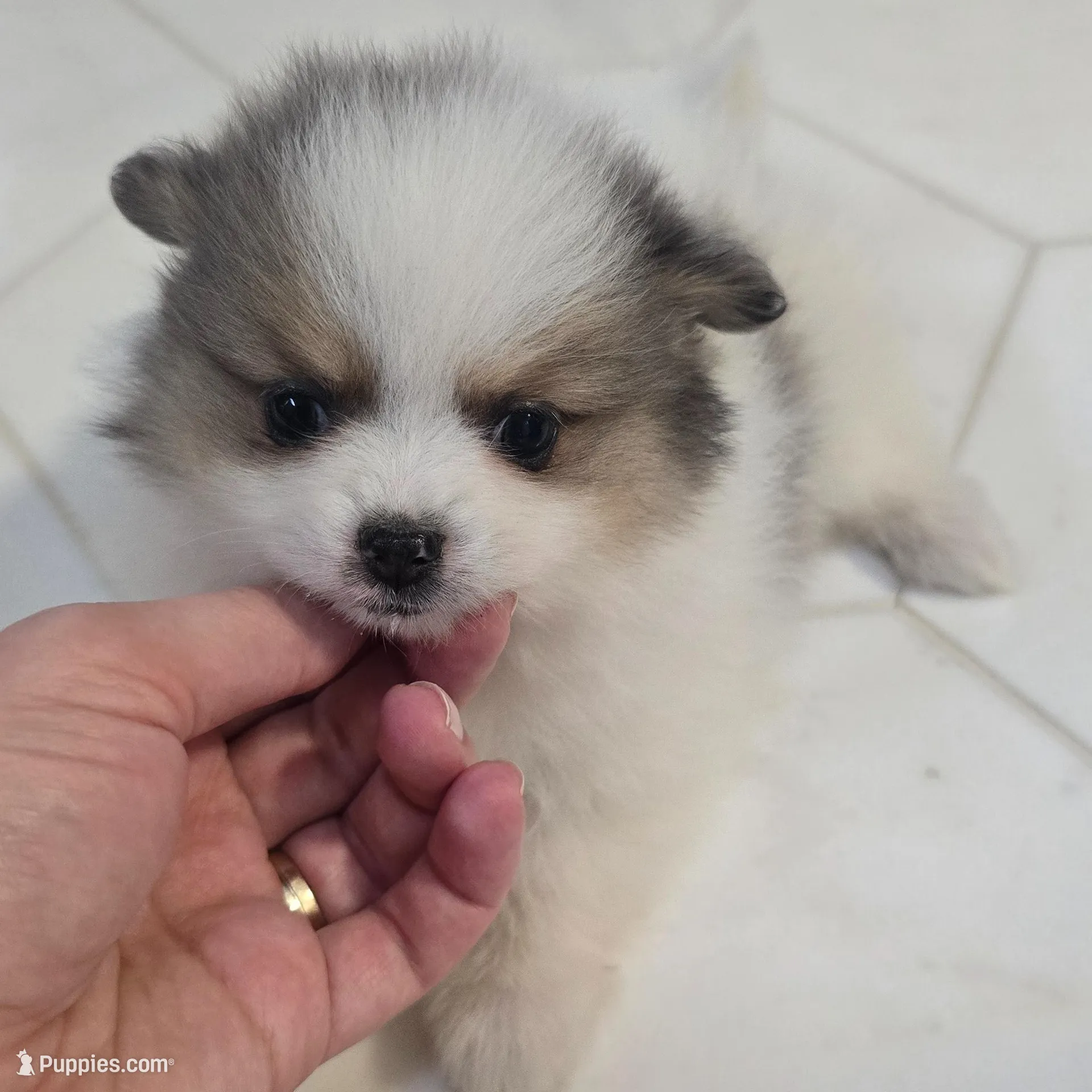 Juliette , a female Pomeranian for sale in Mount Vernon, WA – Photo 6 of 6