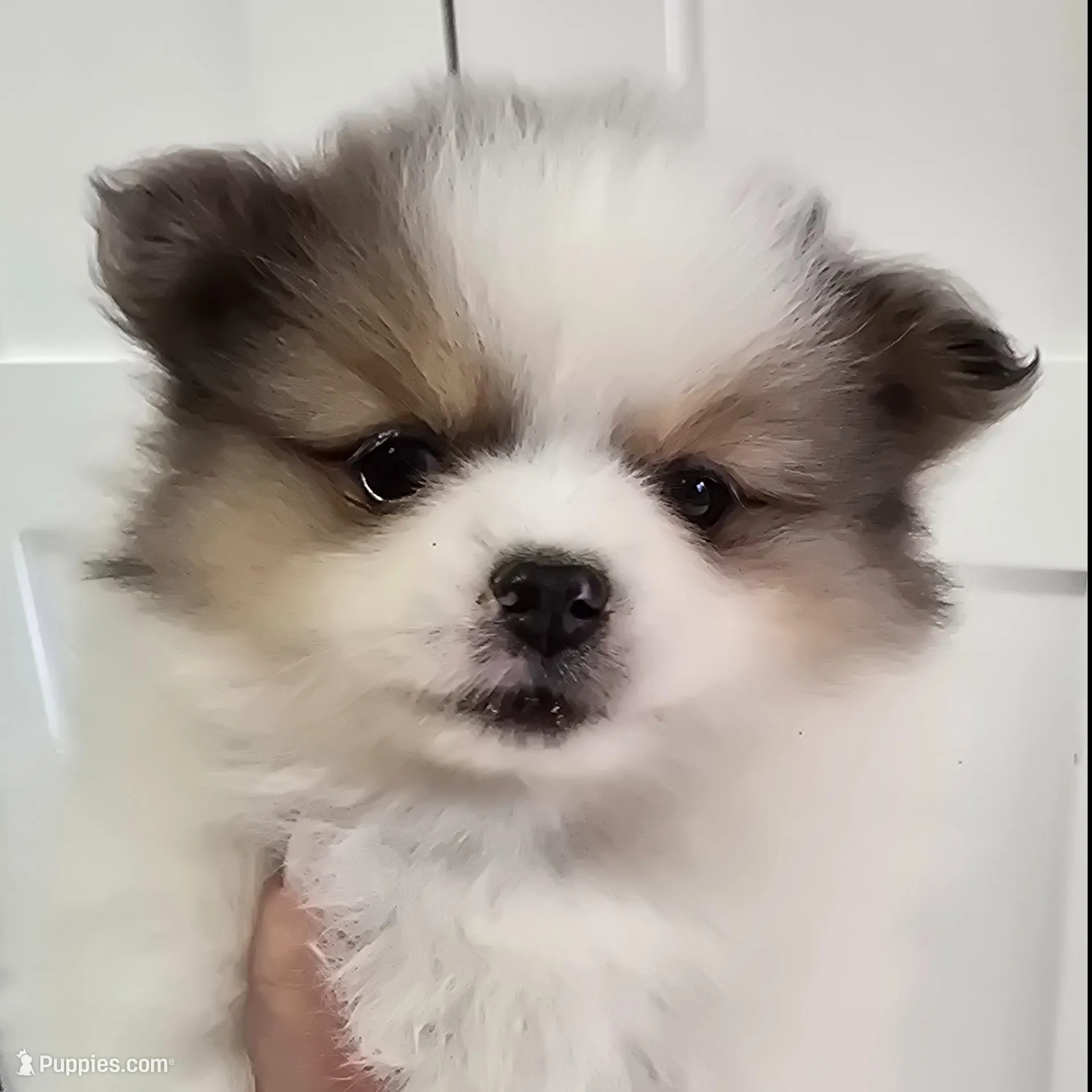 Juliette , a female Pomeranian for sale in Mount Vernon, WA – Photo 3 of 6