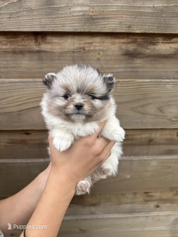 Stormy – Pomeranian puppy for sale in Mount Vernon, WA