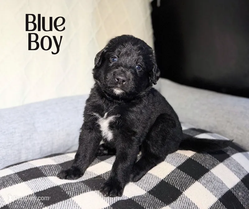 Bernedoodle Blue Puppy