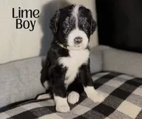 Bernedoodle Lime Boy, a male Bernese Mountain Dog and Bernedoodle for sale in Houston, TX – Photo 1 of 4