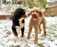 Bernedoodle Lime Boy, a male Bernese Mountain Dog and Bernedoodle for sale in Houston, TX – Photo 4 of 4