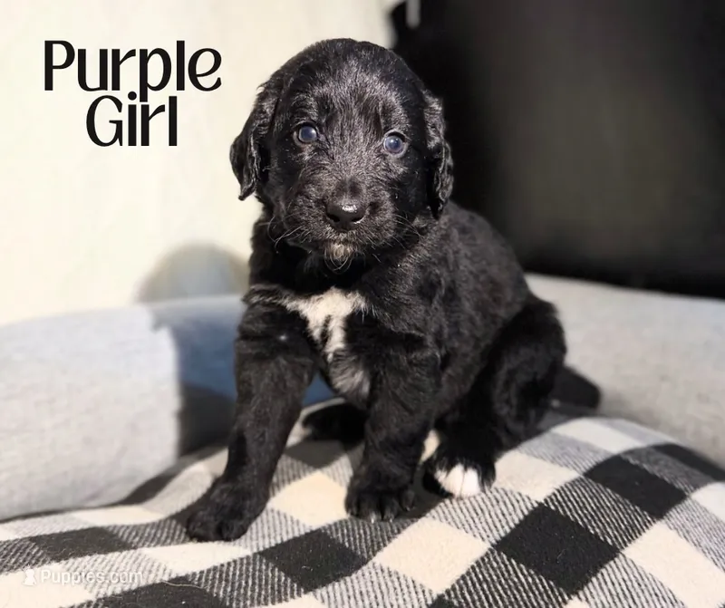 Bernedoodle purple girl