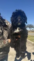 Bernedoodle Aqua Boy, a male Bernese Mountain Dog and Bernedoodle for sale in Houston, TX – Photo 2 of 3