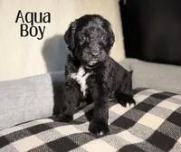 Bernedoodle Aqua Boy, a male Bernese Mountain Dog and Bernedoodle for sale in Houston, TX – Photo 1 of 3