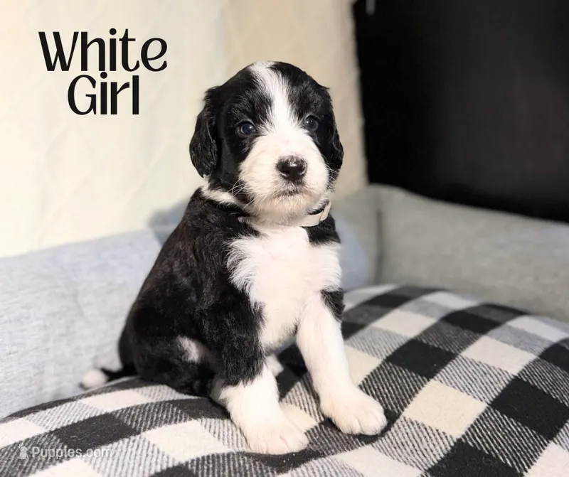 Bernedoodle White Girl