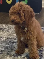 Diamond, a female Goldendoodle for sale in Okatie, SC – 3 of 4
