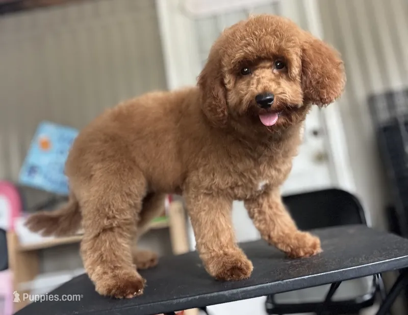 Diamond – Goldendoodle puppy for sale in Okatie, SC