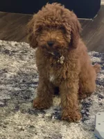 Diamond, a female Goldendoodle for sale in Okatie, SC – 2 of 4
