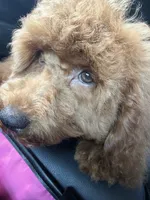 Diamond, a female Goldendoodle for sale in Okatie, SC – 4 of 4