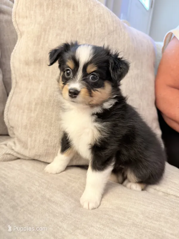 Sissy – Miniature Australian Shepherd puppy for sale in Indianapolis, IN