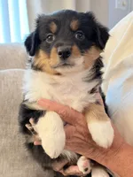 Baby, a female Miniature Australian Shepherd for sale in Indianapolis, IN – 5 of 7