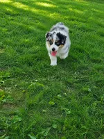 Baby, a female Miniature Australian Shepherd for sale in Indianapolis, IN – 3 of 7