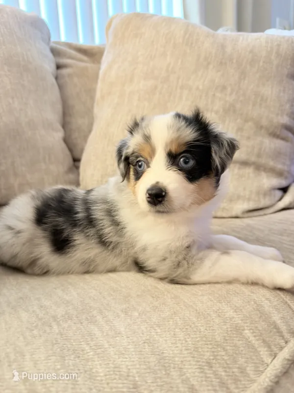 Baby – Miniature Australian Shepherd puppy for sale in Indianapolis, IN
