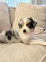 Baby, a female Miniature Australian Shepherd for sale in Indianapolis, IN – 1 of 7