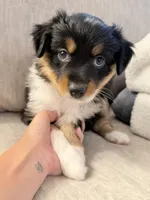 Sadie, a female Miniature Australian Shepherd for sale in Indianapolis, IN – 1 of 2
