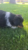 Sadie, a female Miniature Australian Shepherd for sale in Indianapolis, IN – 2 of 2