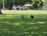 Baby, a female Miniature Australian Shepherd for sale in Indianapolis, IN – 6 of 7