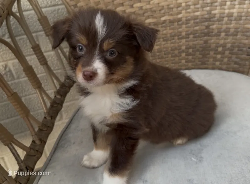 Ted – Miniature Australian Shepherd puppy for sale in Indianapolis, IN