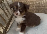 Ted, a male Miniature Australian Shepherd for sale in Indianapolis, IN – 1 of 3