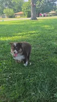 Ted, a male Miniature Australian Shepherd for sale in Indianapolis, IN – 3 of 3